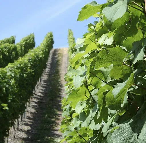 Hotel Vier Loewen 2*